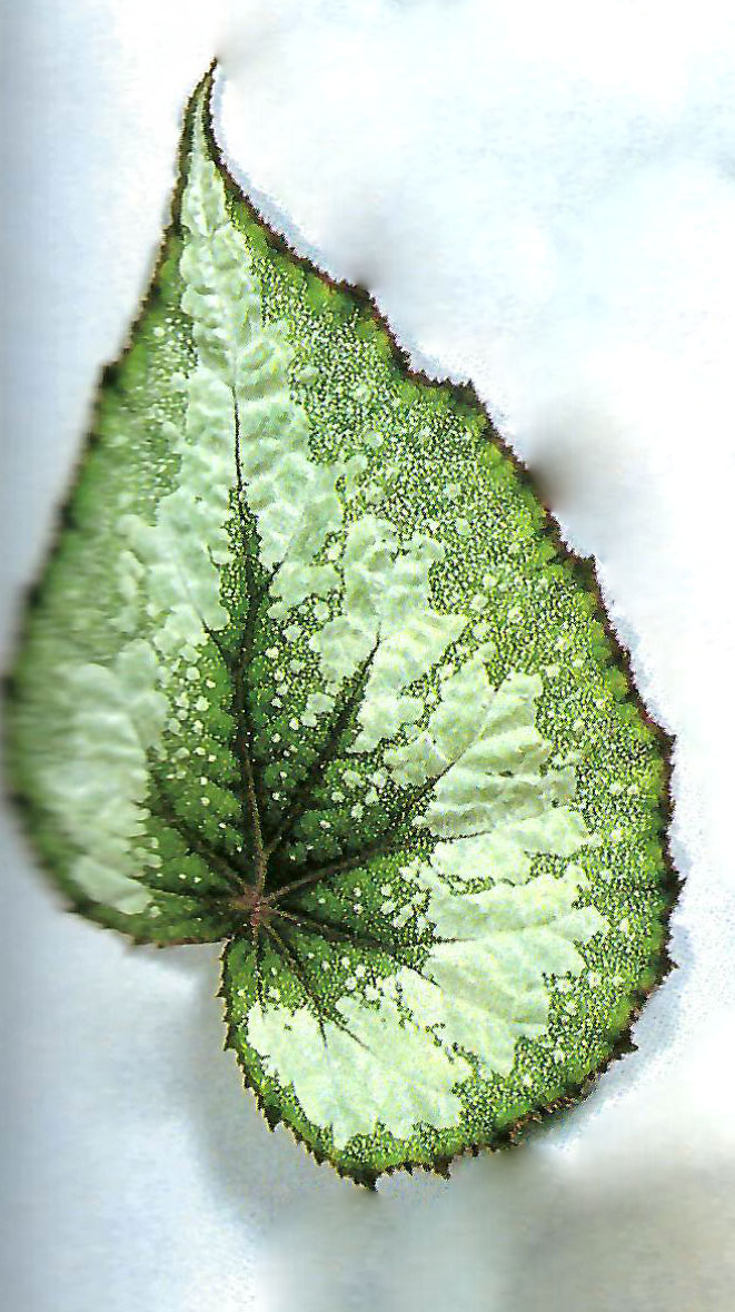 B. ‘Shiosai’